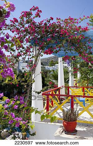 Stock Photo - Turkey, Boutique Hotel; Bodrum, Bougainvillea In Grounds Of Su Otel. Fotosearch