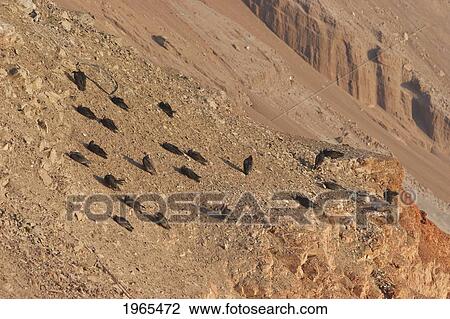 Stock Image - Turkey Vultures (Cathartes Aura), Arica, Arica & Parinacota Region, Chile. Fotosearch