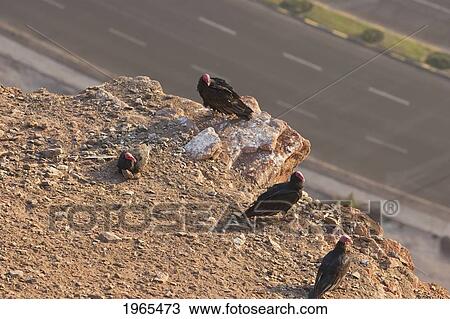 Stock Image - Turkey Vultures (Cathartes Aura), Arica, Arica & Parinacota Region, Chile. Fotosearch