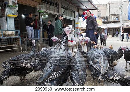 Stock Image - Turkeys In Front Of The Butcher Shop At Central Market Of Sulaymaniyah, Iraqi Kurdistan, Iraq. Fotosearch