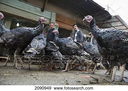 Stock Photo - Turkeys In The Central Market Of Sulaymaniyah, Iraqi Kurdistan, Iraq. Fotosearch