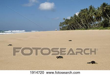 Stock Image - Turtle Sanctuary Beach Release. Fotosearch