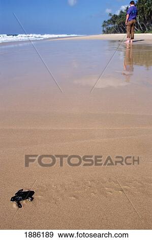 Stock Photo - Turtle Sanctuary Beach Release. Fotosearch
