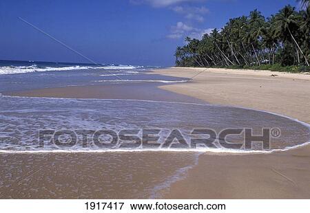 Stock Photo - Turtle Sanctuary Beach Release. Fotosearch