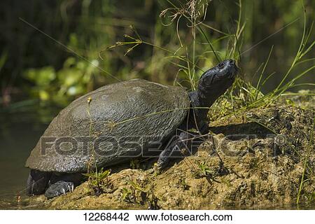 Turtle sunning itself on mud bank in the Shire River, Liwonde National Park; Malawi View Large Photo Image Stock Image - Turtle sunning itself on mud bank in the Shire River, Liwonde National Park; Malawi. Fotosearch