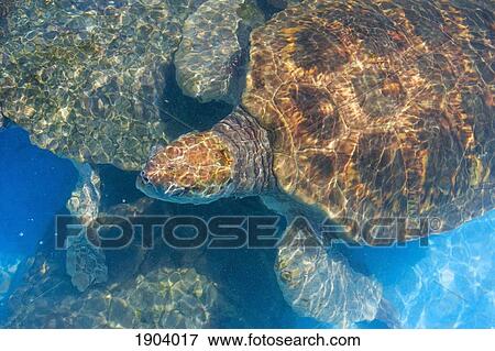 Stock Photo - Turtle Underwater, High Angle View, Projeto Tamar Turtle Project, Praia Do Forte, Bahia, Brazil. Fotosearch