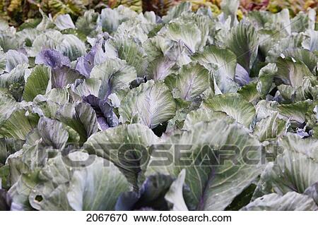 Stock Image - Tuscan Cabbage In The Renaissance Kitchen Garden Of Ch. Fotosearch