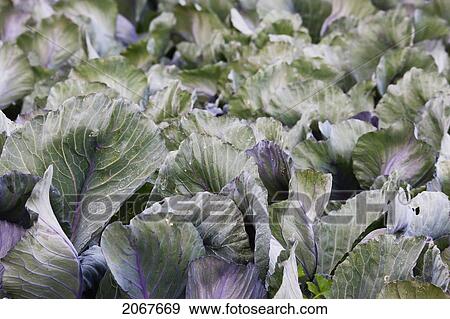 Tuscan Cabbage In The Renaissance Kitchen Garden Of Ch View Large Photo Image Stock Photo - Tuscan Cabbage In The Renaissance Kitchen Garden Of Ch. Fotosearch