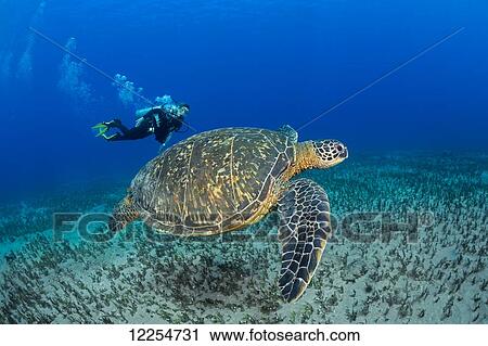Stock Image - Twelve year old junior certified scuba diver gets a good look at a green sea turtle (Chelonia mydas), an endangered species and a common sight around Hawaii; Maui, Hawaii, United States of America. Fotosearch