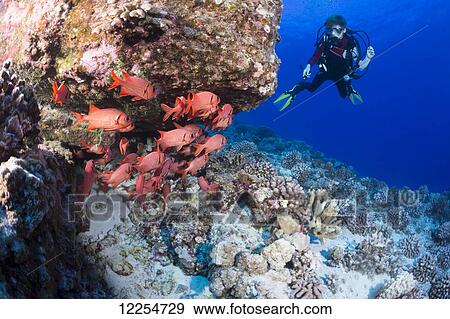 Twelve year old junior certified scuba diver and a school of shoulderbar soldierfish (Myripristis kuntee) at Molokini Marine Preserve; Maui, Hawaii, United States of America View Large Photo Image Stock Photo - Twelve year old junior certified scuba diver and a school of shoulderbar soldierfish (Myripristis kuntee) at Molokini Marine Preserve; Maui, Hawaii, United States of America. Fotosearch