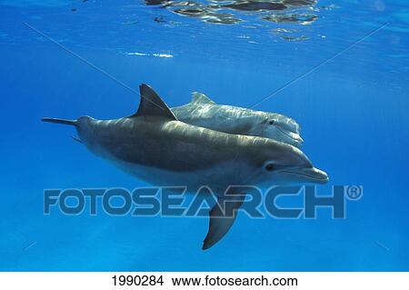 Picture - Two Atlantic Bottlenose Dolphin, (Tursiops Truncatus). Fotosearch