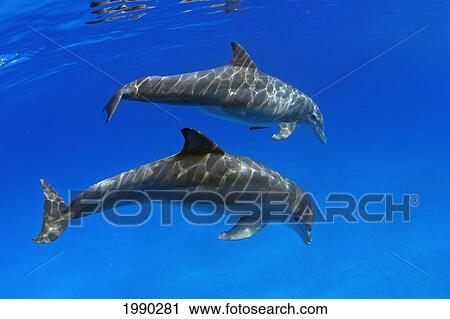 Two Atlantic Bottlenose Dolphin, (Tursiops Truncatus) View Large Photo Image Stock Image - Two Atlantic Bottlenose Dolphin, (Tursiops Truncatus). Fotosearch