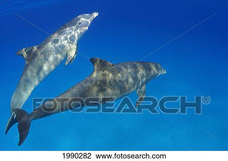 Two Atlantic Bottlenose Dolphin, (Tursiops Truncatus) View Large Photo Image Stock Image - Two Atlantic Bottlenose Dolphin, (Tursiops Truncatus). Fotosearch