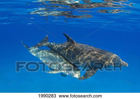 Two Atlantic Bottlenose Dolphin, (Tursiops Truncatus) View Large Photo Image Stock Image - Two Atlantic Bottlenose Dolphin, (Tursiops Truncatus). Fotosearch