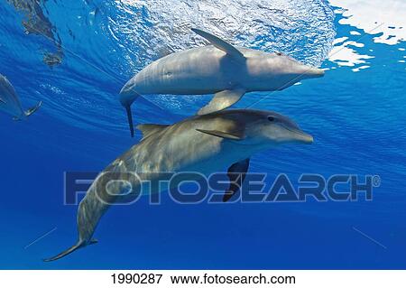 Two Atlantic Bottlenose Dolphin, (Tursiops Truncatus) View Large Photo Image Stock Photo - Two Atlantic Bottlenose Dolphin, (Tursiops Truncatus). Fotosearch