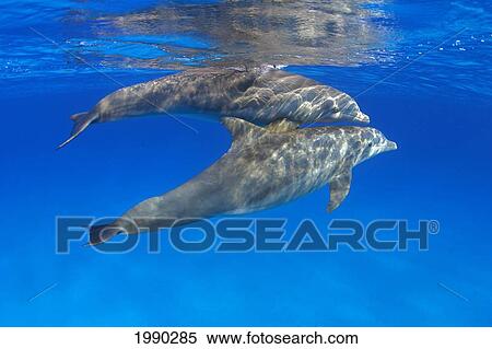 Two Atlantic Bottlenose Dolphin, (Tursiops Truncatus) View Large Photo Image Stock Photography - Two Atlantic Bottlenose Dolphin, (Tursiops Truncatus). Fotosearch