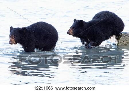 Two black bear (Ursus americanus)cubs in the water; Valdez, Alaska, United States of America View Large Photo Image Stock Photograph - Two black bear (Ursus americanus)cubs in the water; Valdez, Alaska, United States of America. Fotosearch