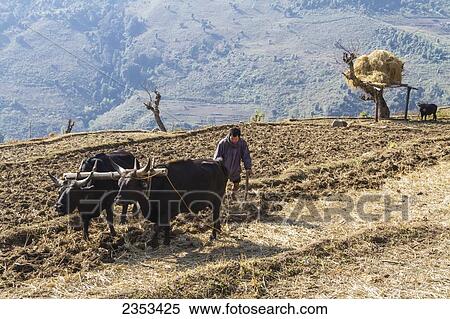 Stock Photography - Two Black Bulls With A Wooden Yoke Pull A Wooden Plough Preparing The Soil For Planting Rice; Nabji, Bhutan. Fotosearch