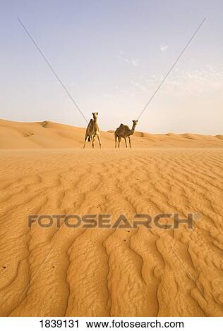 Stock Image - Two Camels Walking Across Desert; Wahiba, Oman. Fotosearch