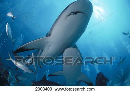 Stock Photo - Two Caribbean Reef Sharks Beneath Surface, Divers (Carcharhinus Perezi). Fotosearch