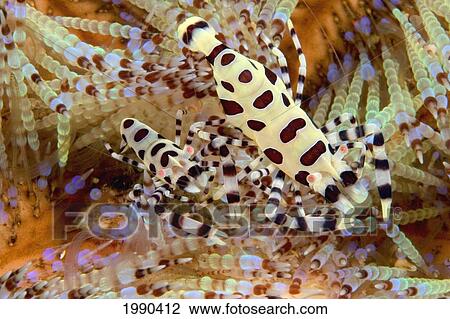 Stock Image - Two Coleman Shrimp Clear Section Of Fire Urchin, Of Tube Feet And Spines. Fotosearch