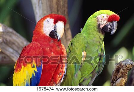 Two Colourful Green And Red Parrots Standing On Tree Limb. View Large Photo Image Picture - Two Colourful Green And Red Parrots Standing On Tree Limb.. Fotosearch