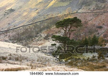 Two Coniferous Tree And Stone Wall On Hillside; Cumbria, England, Uk View Large Photo Image Stock Image - Two Coniferous Tree And Stone Wall On Hillside; Cumbria, England, Uk. Fotosearch
