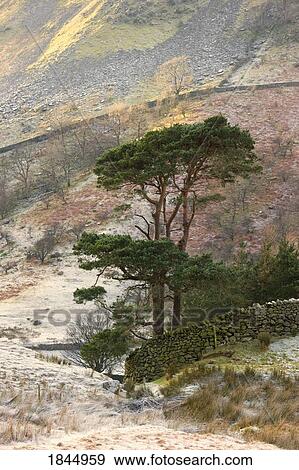 Two Coniferous Tree And Stone Wall On Hillside; Cumbria, England, Uk View Large Photo Image Stock Photo - Two Coniferous Tree And Stone Wall On Hillside; Cumbria, England, Uk. Fotosearch