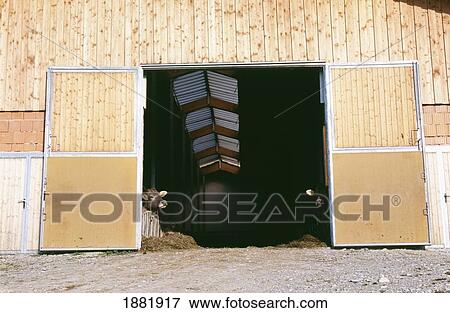 Two Cows Looking Out Of Barn View Large Photo Image Stock Photo - Two Cows Looking Out Of Barn. Fotosearch