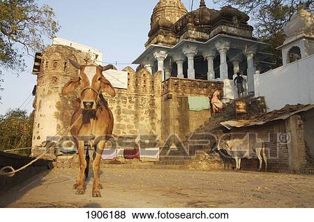 Two Cows Standing By Hare Krishna Temple, People On Steps In Background, Maheshwar, Madhya Pradesh, India View Large Photo Image Stock Photo - Two Cows Standing By Hare Krishna Temple, People On Steps In Background, Maheshwar, Madhya Pradesh, India. Fotosearch