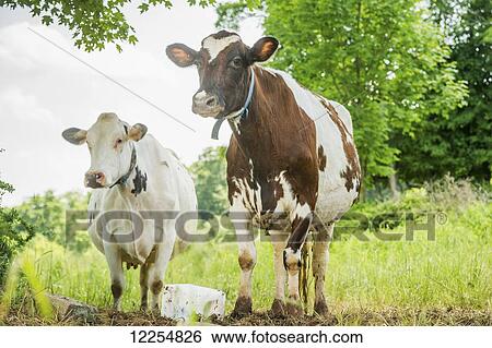 Stock Photograph - Two cows standing in a field; Honesdale, Pennsylvania, United States of America. Fotosearch