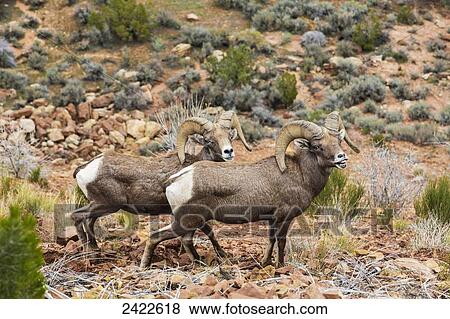 Stock Photo - Two desert Bighorn Sheep (Ovis canadensis) rams standing close together in desert foliage in the Colorado National Monument; Grand Junction, Colorado, United States of America. Fotosearch