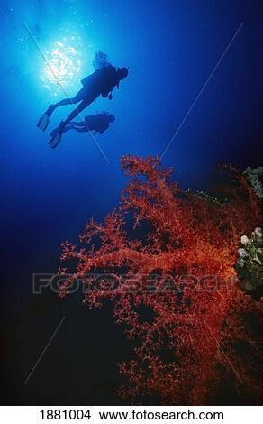 Picture - Two Divers Silhouetted With Red Soft Coral In Foreground. Fotosearch