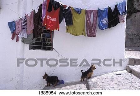Two Dogs On Cobbled Street Below Clothes Line View Large Photo Image Picture - Two Dogs On Cobbled Street Below Clothes Line. Fotosearch