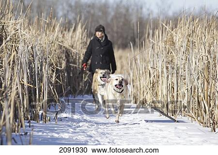 Two Dogs Running In Marsh Of Assiniboine Forest; Winnipeg Manitoba Canada View Large Photo Image Stock Image - Two Dogs Running In Marsh Of Assiniboine Forest; Winnipeg Manitoba Canada. Fotosearch