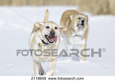 Two Dogs Running In Snow Of Assiniboine Forest; Winnipeg Manitoba Canada View Large Photo Image Stock Photo - Two Dogs Running In Snow Of Assiniboine Forest; Winnipeg Manitoba Canada. Fotosearch