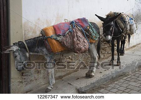 Stock Photo - Two donkeys tied up with relatively light backpacks; Fes, Morocco. Fotosearch