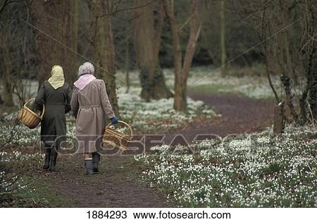 Two Elderly Women Collecting Snowdrops View Large Photo Image Stock Image - Two Elderly Women Collecting Snowdrops. Fotosearch