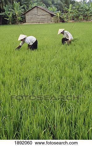 Two Farmers In Rice Paddy View Large Photo Image Stock Image - Two Farmers In Rice Paddy. Fotosearch