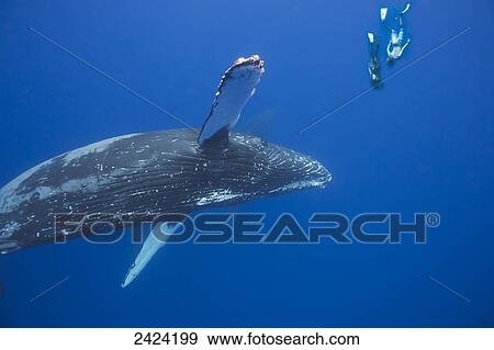 Stock Photo - Two free divers submerge near a pair of humpback whales (Megaptera novaeangliae); Hawaii, United States of America. Fotosearch