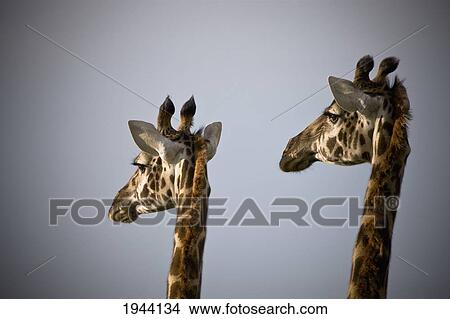 Two Giraffe Heads Side By Side; Kenya Africa View Large Photo Image Picture - Two Giraffe Heads Side By Side; Kenya Africa. Fotosearch