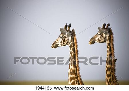 Two Giraffes Standing Side By Side; Kenya Africa View Large Photo Image Stock Photography - Two Giraffes Standing Side By Side; Kenya Africa. Fotosearch