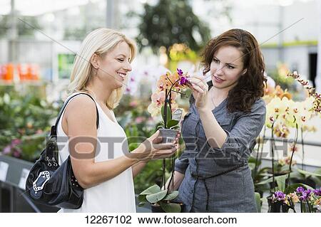 Two girlfriends looking at plants at indoor greenhouse; St. Albert, Alberta, Canada View Large Photo Image Stock Image - Two girlfriends looking at plants at indoor greenhouse; St. Albert, Alberta, Canada. Fotosearch