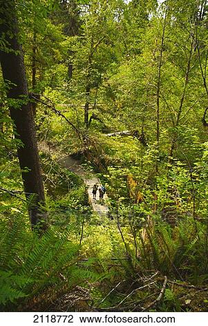Stock Image - Two Hikers Crossing Wooden Bridge In Hoh Rainforest And Olympic National Park; Washington Usa. Fotosearch