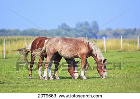 Stock Image - Two Horses Grazing In A Pasture On The Canadian Prairie. Steinbach, Manitoba, Canada.. Fotosearch