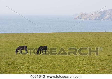Two horses grazing in field near AberMawr Bay, Pembrokeshire Coast Path, South West Wales; Pembrokeshire, Wales View Large Photo Image Stock Image - Two horses grazing in field near AberMawr Bay, Pembrokeshire Coast Path, South West Wales; Pembrokeshire, Wales. Fotosearch
