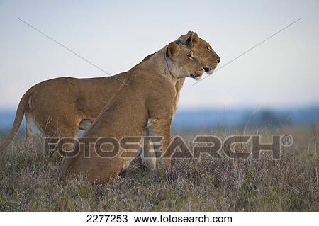Two lionesses at dusk, one with GPS radio collar, Ol Pejeta Conservancy; Kenya View Large Photo Image Stock Image - Two lionesses at dusk, one with GPS radio collar, Ol Pejeta Conservancy; Kenya. Fotosearch