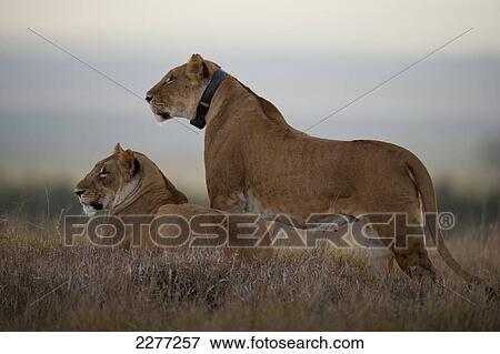 Two lionesses at dusk, one with GPS radio collar, Ol Pejeta Conservancy; Kenya View Large Photo Image Stock Photo - Two lionesses at dusk, one with GPS radio collar, Ol Pejeta Conservancy; Kenya. Fotosearch