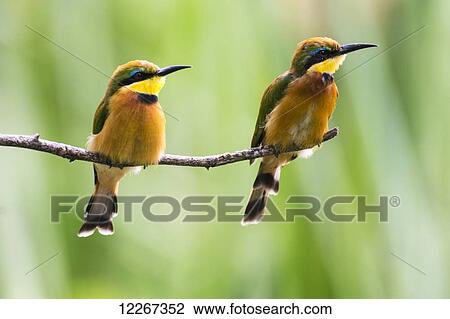 Stock Image - Two Little Bee-eaters perched on small branch near Lake Eyasi; Tanzania. Fotosearch