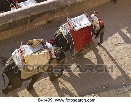 Two Mahouts Riding On Their Elephants At Amber Fort; Amber, Jaipur, Rajasthan, India View Large Photo Image Stock Photo - Two Mahouts Riding On Their Elephants At Amber Fort; Amber, Jaipur, Rajasthan, India. Fotosearch